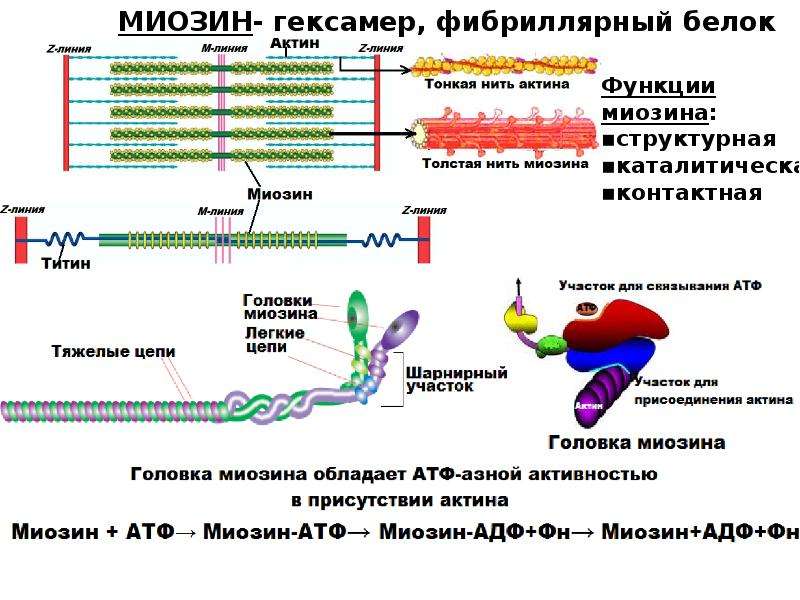Актин состоит. Состав актина и миозина. Структура миозина биохимия. Миозин белок структура.