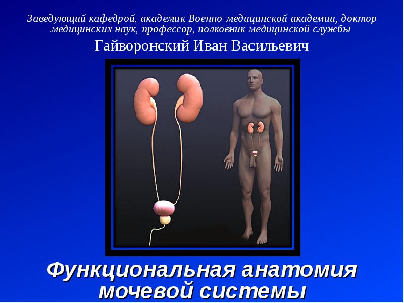 Анатомия мочевой системы презентация