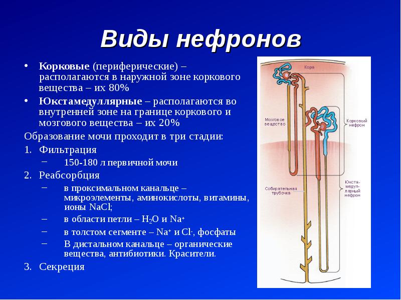 Отделы нефрона. Функция корковых нефронов. Особенности юкстамедуллярных нефронов. Корковые и юкстамедуллярные нефроны. Нефрон строение и функции.