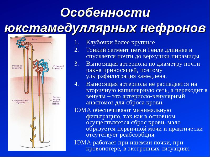 Анатомия мочевой системы презентация