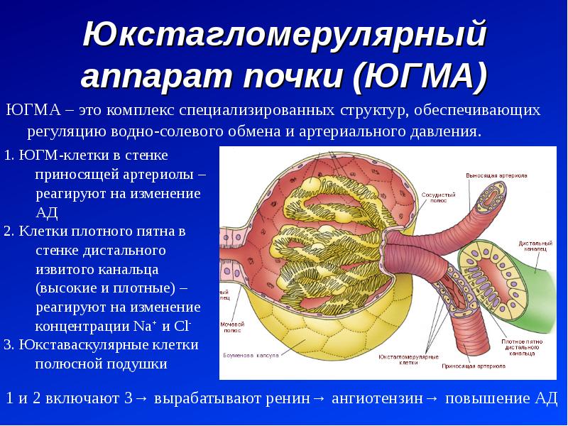 Почечное тельце состоит из. Юкстагломерулярный комплекс гистология. Юкстагломерулярный комплекс физиология. Юга аппарат почек. Юкстагломерулярные нефроны.