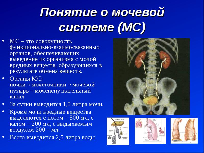 Исследование мочевой системы у животных презентация