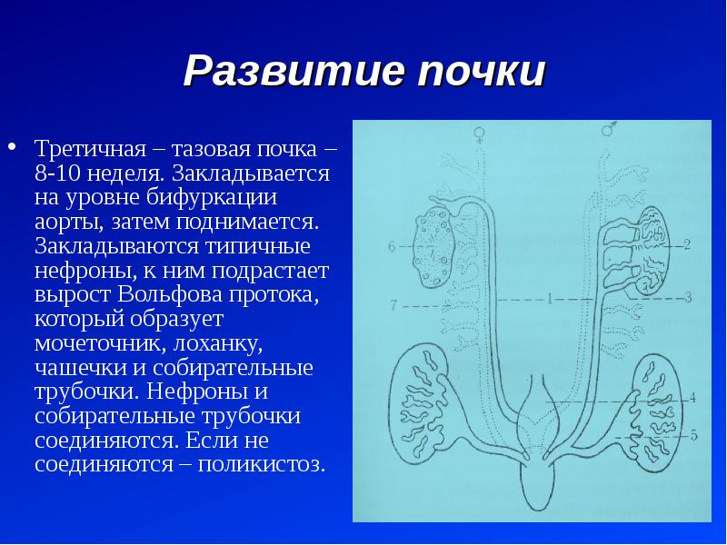 Нарушения развития почек