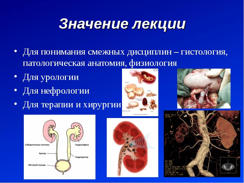 Анатомия мочевой системы презентация