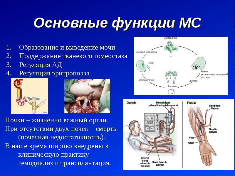 Анатомия мочевой системы презентация