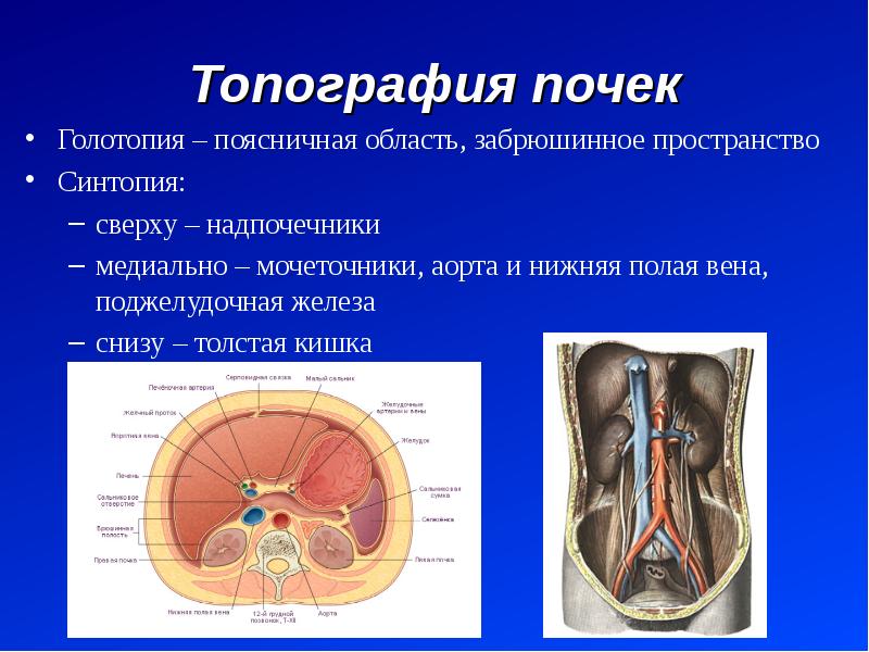 Презентация топография почек