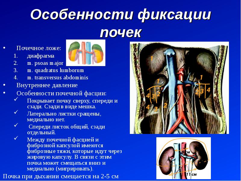 Анатомия мочевой системы презентация