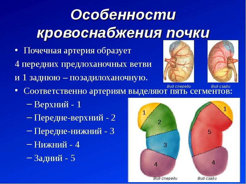 Сегменты почки схема