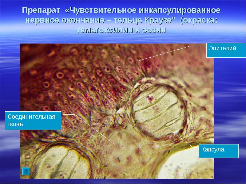Нервные окончания гистология фото