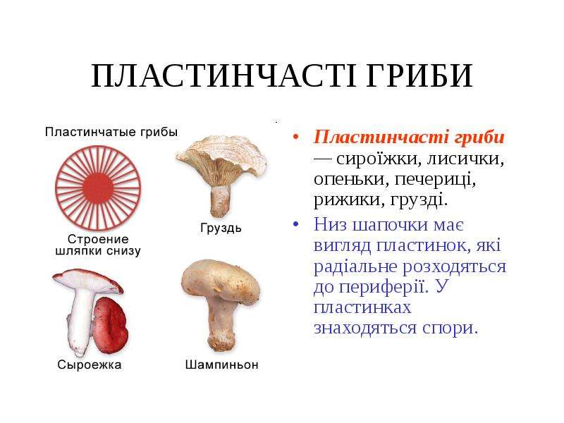 Какие съедобные грибы относятся к группе пластинчатых. Строение трубчатого гриба. Пластинчатые и трубчатые грибы строение. Список трубчатых и пластинчатых грибов. Строение трубчатых грибов.