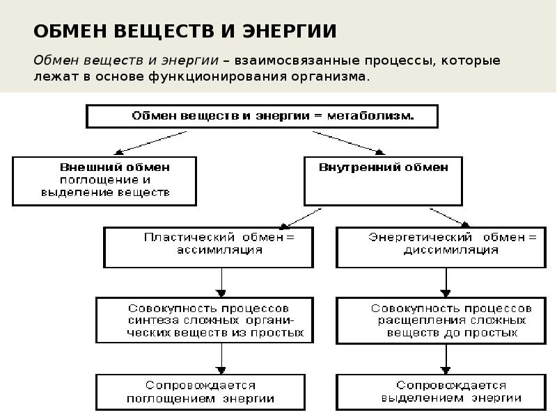 Проект обмен веществ и энергии