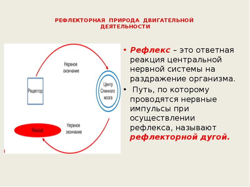 Рефлекторная природа. Рефлекторная природа двигательной деятельности. Рефлекторной природе психики человека. Концепция о рефлекторной природе психики человека. Путь по которому осуществляется рефлекс.