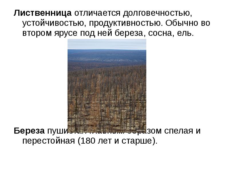 Три группы лесов. Ярус в Лесном хозяйстве. Какова отличительная особенность лесов. Условие во 2 ярусе. Березу или сосну анекдот.