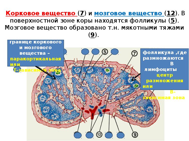 Из чего состоит корковое вещество. Корковое и мозговое вещество. Корковое и мозговое вещество селезенки. Корковое вещество фолликула.