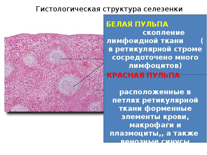 Селезенка гистология презентация