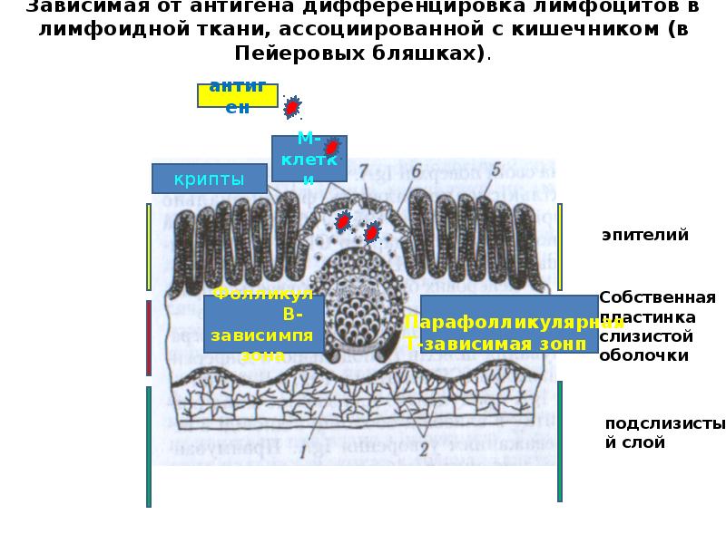 Схема строения пейеровой бляшки