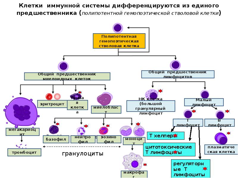 Схема развития клетки