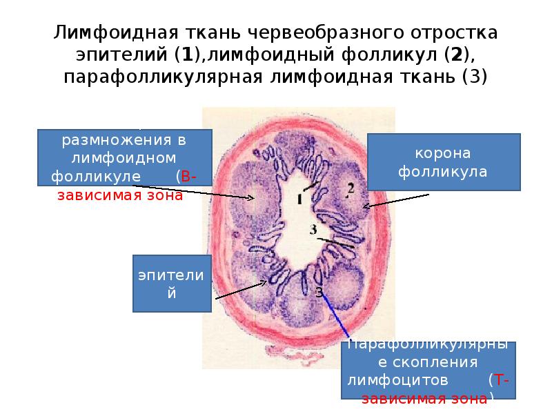 Лимфоидные фолликулы