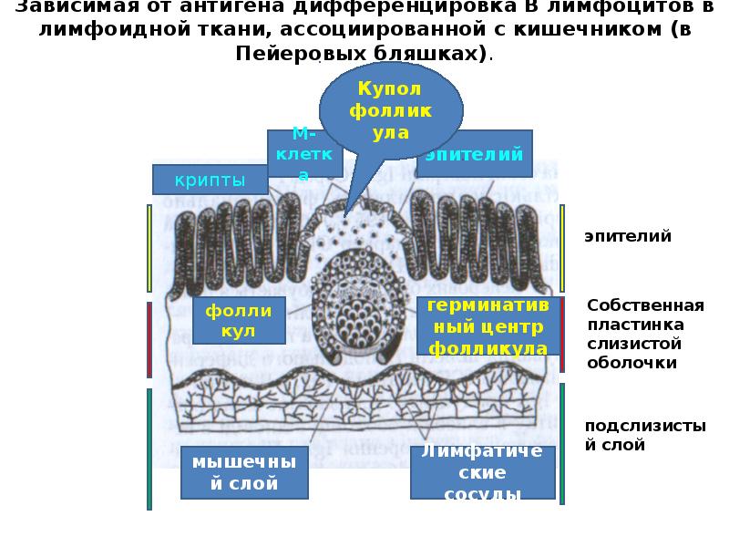 Укажите отделы кишечника имеющие в своих стенках лимфоидные бляшки