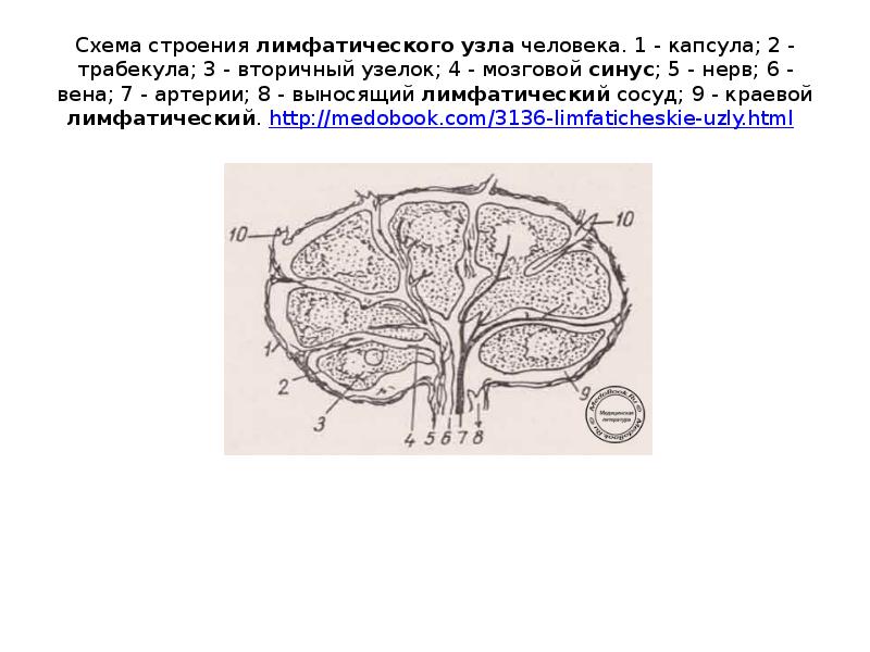 Строение лимфатического узла рисунок