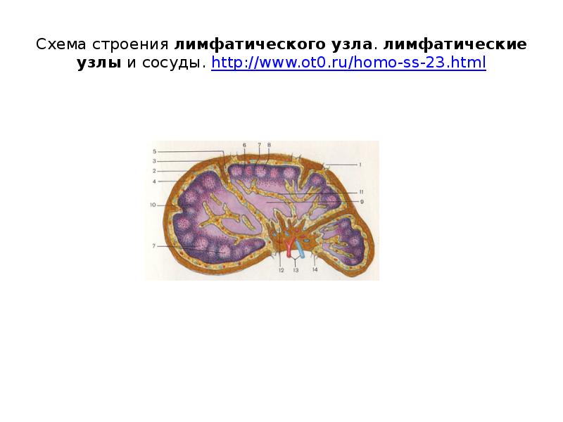 Изучите строение лимфатического узла сделайте обозначение к рисунку