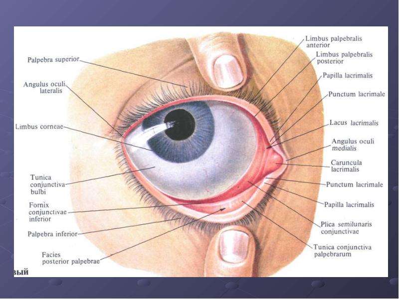 Где находится конъюнктивальная полость глаза у человека рисунок