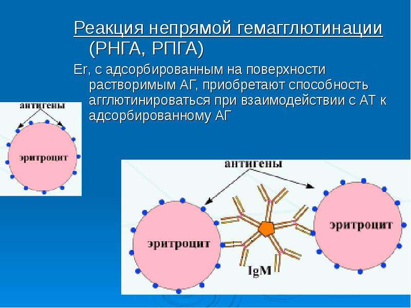 Гемагглютинация. Реакция непрямой (пассивной) гемагглютинации (РНГА, РПГА). Реакция торможения пассивной гемагглютинации. РПГА микробиология механизм. Реакция непрямой (пассивной) гемагглютинации компоненты.