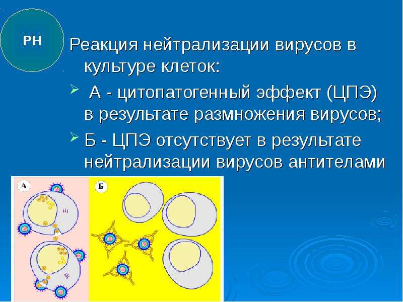 Реакция нейтрализации из предложенных. Реакция нейтрализации вирусов. Реакция нейтрализации вирусов в культуре клеток. Реакция нейтрализации микробиология.