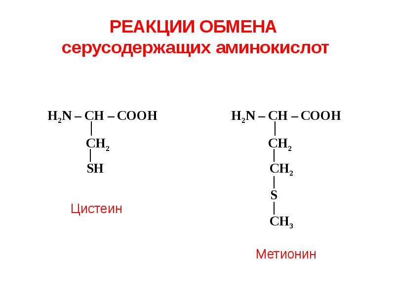 Обмен аминокислот