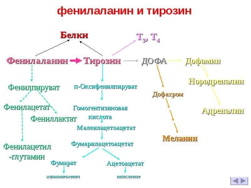 Фенилаланин биохимия. Схема реакций обмена фенилаланина. Схема альтернативного пути метаболизма фенилаланина.. Обмен ароматических аминокислот фенилаланина и тирозина. Схема обмена фенилаланина и тирозина.
