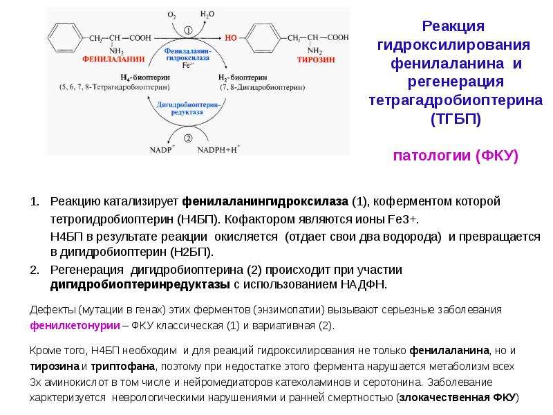 Обмен аминокислот