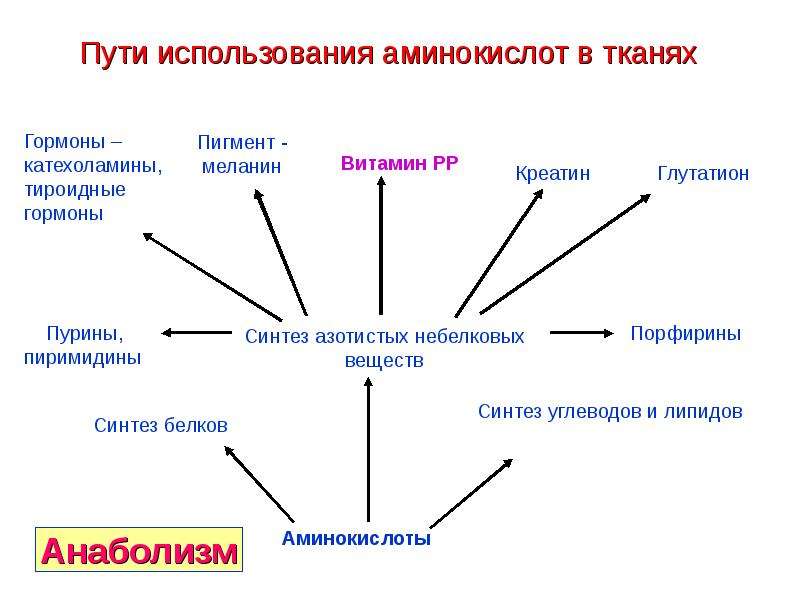 Схема применение аминокислот