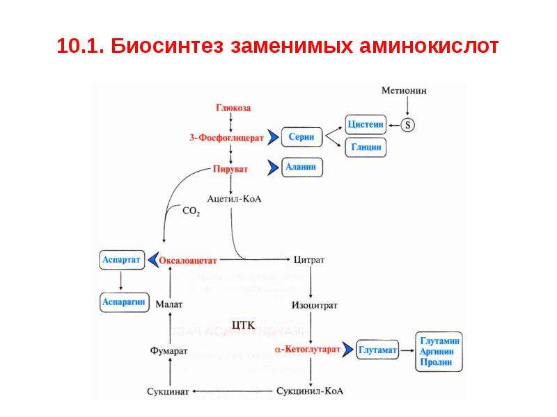 Общая схема источников и путей утилизации аминокислот в тканях