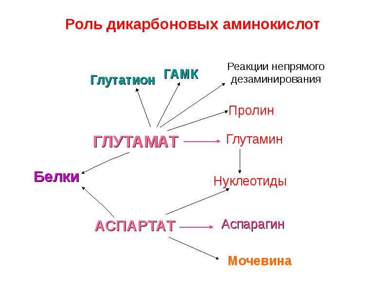 Обмен аминокислот