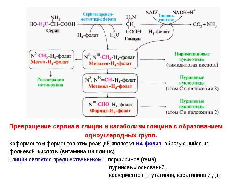 Особенности обмена глицина. H4 фолат биохимия. Схема путей обмена Серина и глицина. Метаболизм глицина Серина метионина. Схема превращения глицина.