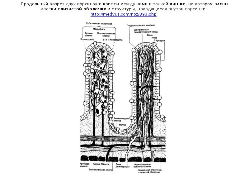 Какую функцию обеспечивают кишечные ворсинки. Схемы строения ворсинки и крипты. Ворсинки и крипты тонкой кишки. Схема строения крипты тонкой кишки. Клетки ворсинок и крипт тонкого кишечника.