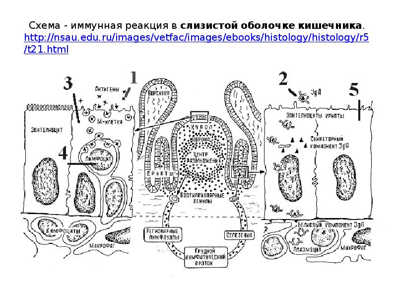 Лимфоидное кольцо блок схема