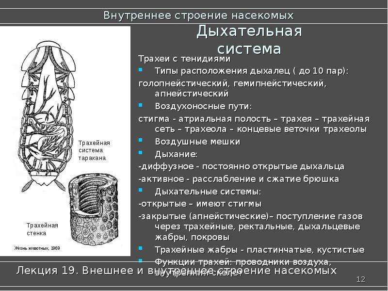 Атриальная полость