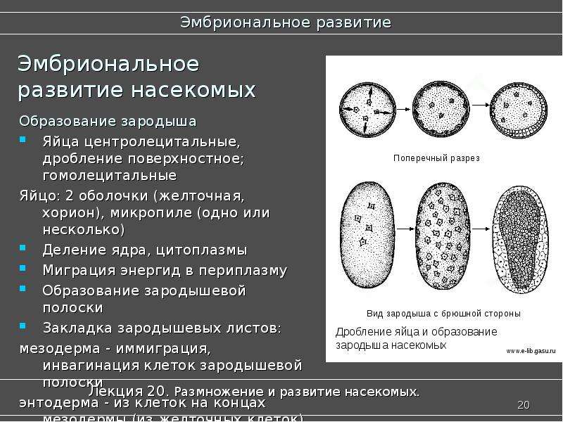 Дробление ядра. Строение яйца насекомых и эмбриональное развитие. Дробление зародыша насекомых …. Эмбриональное развитие. Дробление у насекомых Тип.