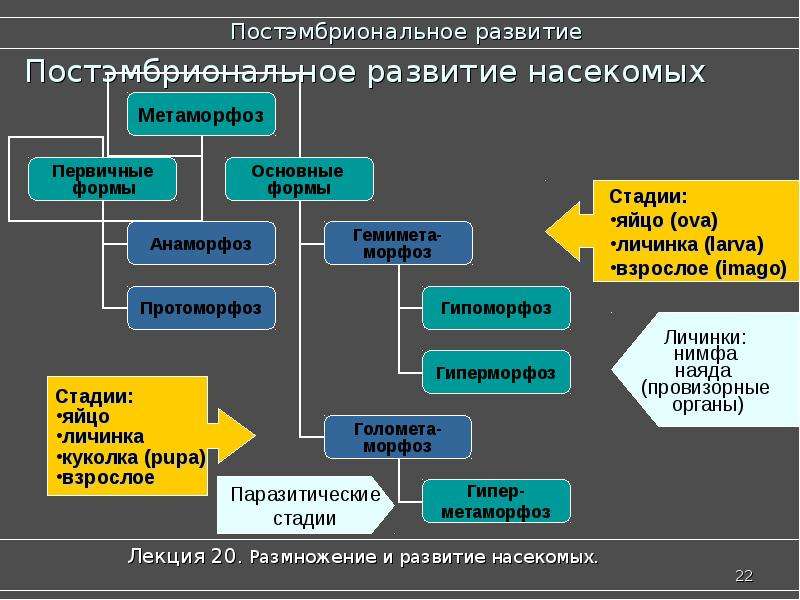 Внешнее развитие. Анаморфоз биология. Анаморфоз насекомых. Анаморфоз и протоморфоз. Гипоморфоз является разновидностью развития.