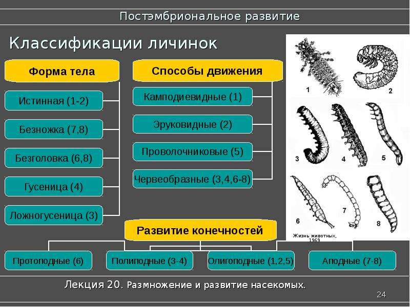 Классификация насекомых схема