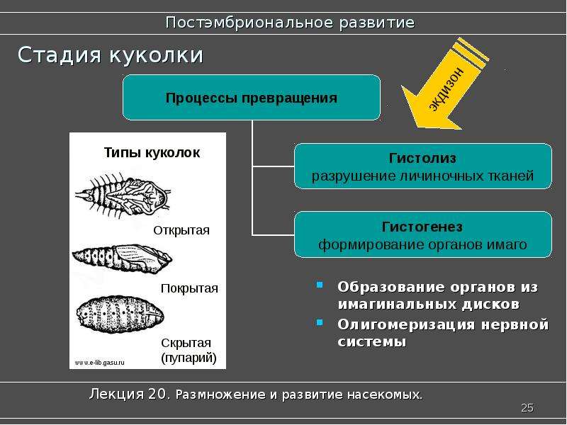 Внешнее развитие. Постэмбриональное развитие насекомых. Внутреннее строение процесса развития. Стадия куколки Тип развития. Стадии постэмбрионального развития комара.