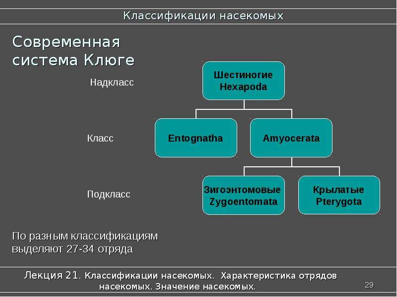 Систематика насекомых схема