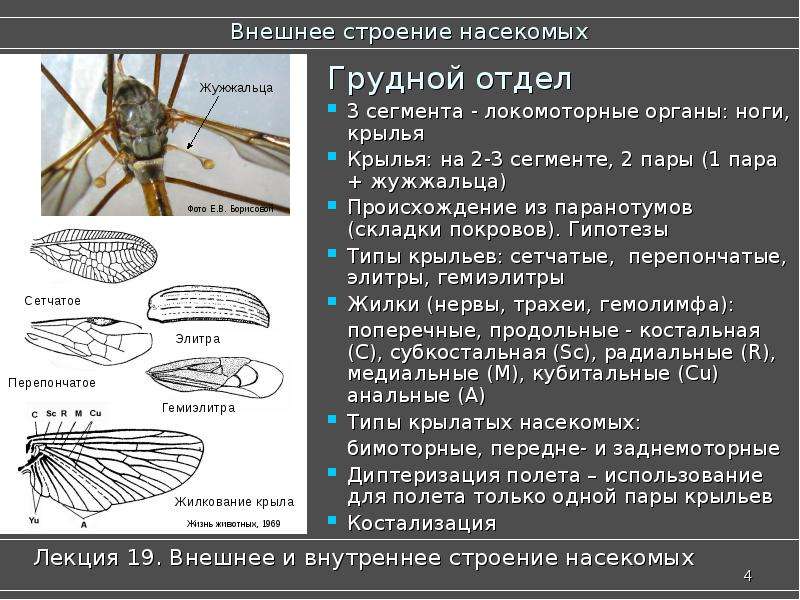 Отделы насекомых. Строение грудного сегмента насекомого. Типы опушения крыльев насекомых. Строение крыла насекомых жилки. Строение крыльев насекомых и их типы.