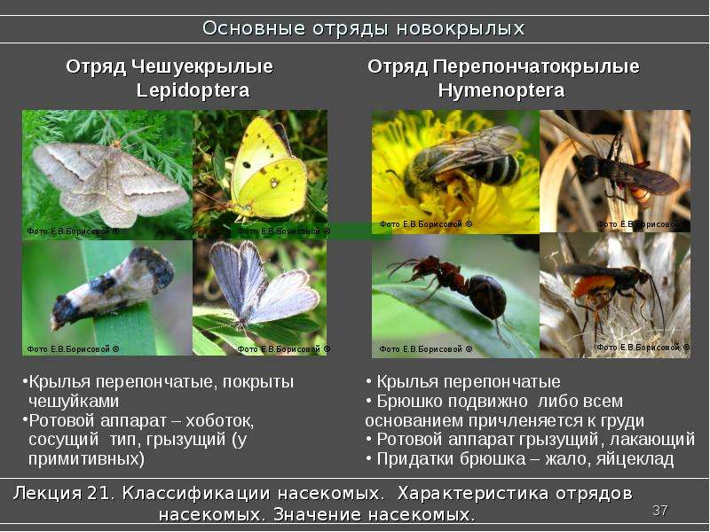 Насекомые сходства и различия. Отряд насекомых Перепончатокрылые. Отряды насекомых чешуекрылые. Представители перепончатокрылых насекомых. Представители чешуекрылых насекомых.