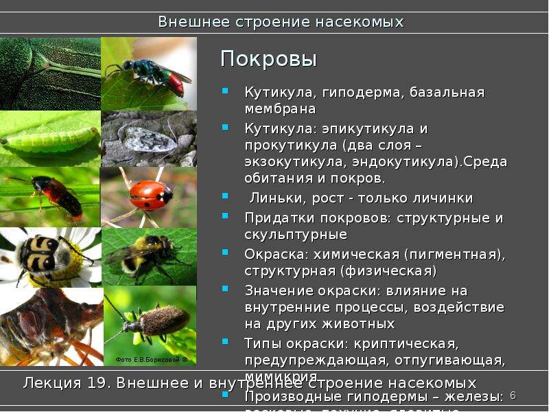 Покров насекомых. Строение внешнего Покрова насекомых. Строение гиподермы насекомых. Строение покровов насекомых. Покров тела у насекомых 2 класс.