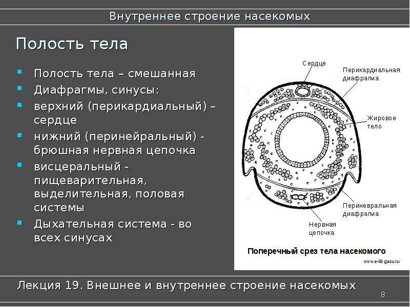 Тип полости тела. Строение полости тела насекомых. Полость тела насекомых кратко. Полость тела насекомых заполнена. Смешанная полость тела насекомых.