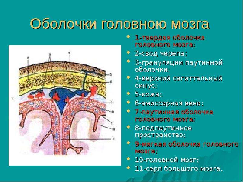 Оболочки головного мозга схема