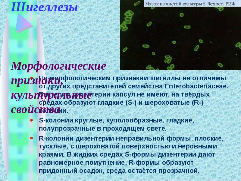 Шигеллы микробиология презентация