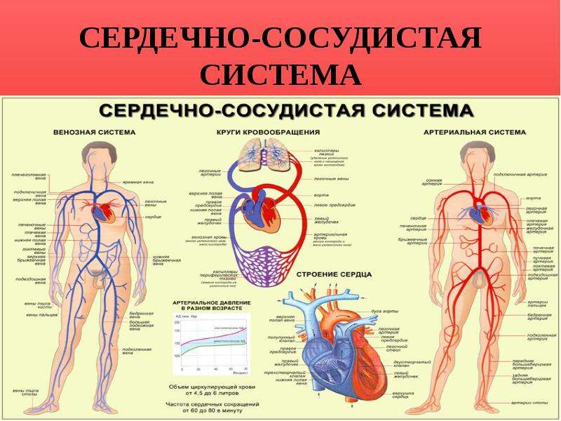 Сердечно сосудистая система кратко презентация